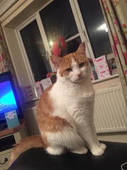 Anyone else have an elderly cat ours is 21!!