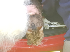 Thug Cat part 2. What, has this thing appeared again tonight?