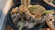 Cactus pads falling off.  Looks a bit like an opuntia type