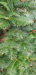 Can anyone identify this Christmas tree variety please?