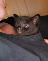 Meet my foster kitty