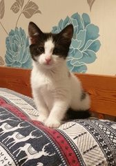 New kitten advice