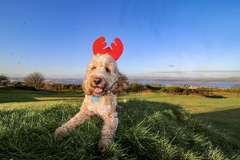 Anyone got a festive doggy to show off!