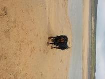 My dog is best dog