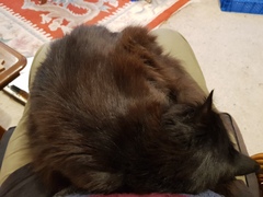 What's your DCat up to today? (Thread 7!)