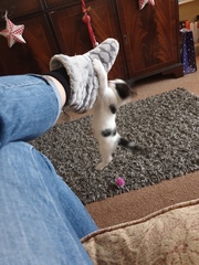 New kitten advice