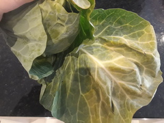 Is this a cabbage??