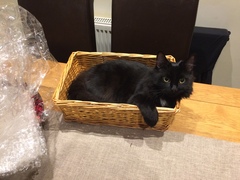 Miss Polly