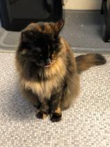 Ive finally struck gold with a catsitter