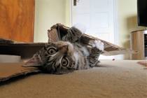 How Much is Too Much... Food!