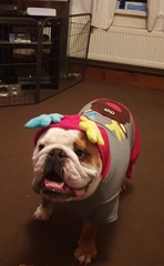 Anyone got a festive doggy to show off!