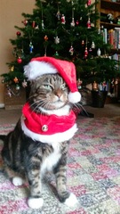 Cat in a festive hat