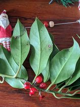 Please help me identify this plant - urgent help!