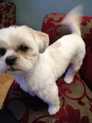 Help me choose what kind of dog to get!