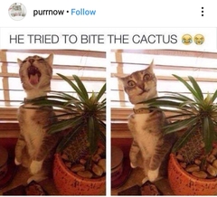 The Mega Meme Thread