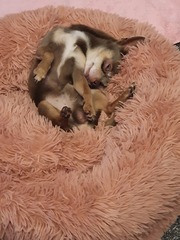 How spoilt is your dog?