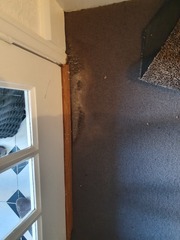 Please help with ruined carpet dilemma!