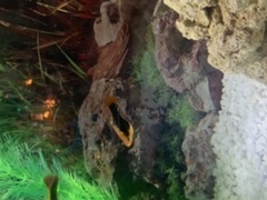 Is my Platy fish pregnant?