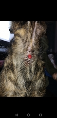 Any vets/ vet nurses about please? (Yucky photo warning)