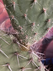 Help! What’s wrong with my big cactus!
