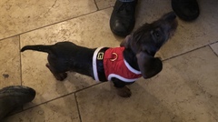 My dog is best dog