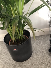 Help - my poor plant!