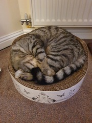 Why does anyone buy a dedicated cat bed?