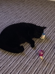 Anyone else have an elderly cat ours is 21!!