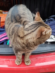 Thug Cat part 2. What, has this thing appeared again tonight?