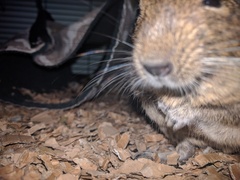 Mouse or rat? Pic included