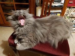 Thug Cat part 2. What, has this thing appeared again tonight?