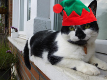 Cat in a festive hat