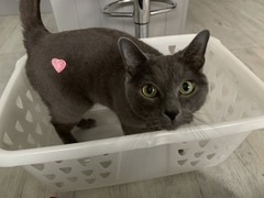 Little mousey fuckers have eaten all the stocking fillers