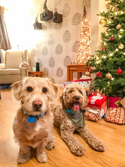 Anyone got a festive doggy to show off!