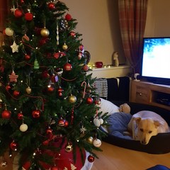 How do you decorate?