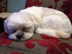 Help me choose what kind of dog to get!