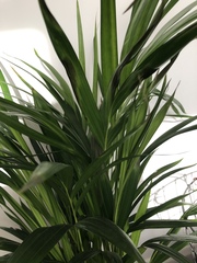 Help - my poor plant!