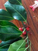 Please help me identify this plant - urgent help!