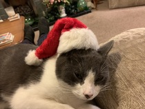 To ask to see your Christmas decorations?