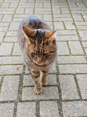 Next door's -thug- cat