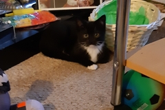 New (rescue) kittens, very skitty any tips? [Edited by MNHQ to correct typo]