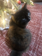 Eating the lights