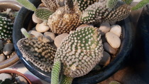 Cactus pads falling off.  Looks a bit like an opuntia type