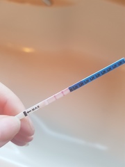 Ovulation testing