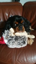My dog is best dog