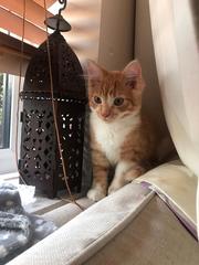Can I introduce you to my gorgeous new kitten?