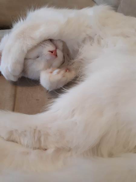 3rd cat