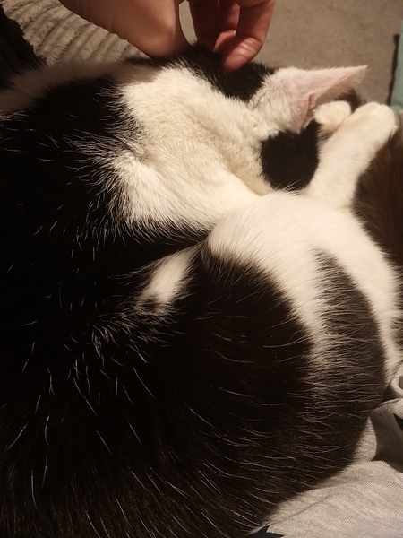 How to get slime out of cat fur?