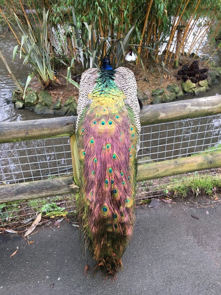 Are these birds taking the piss?