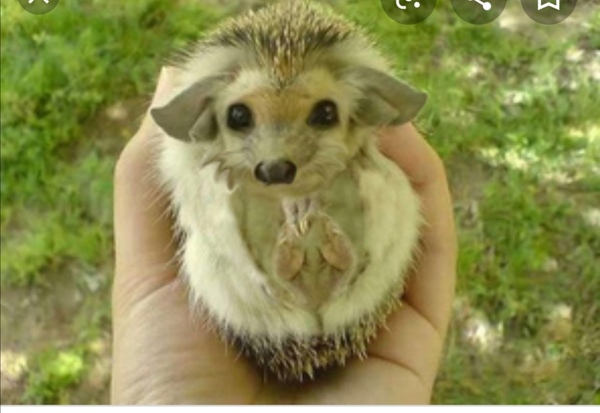 I have to address a haggis